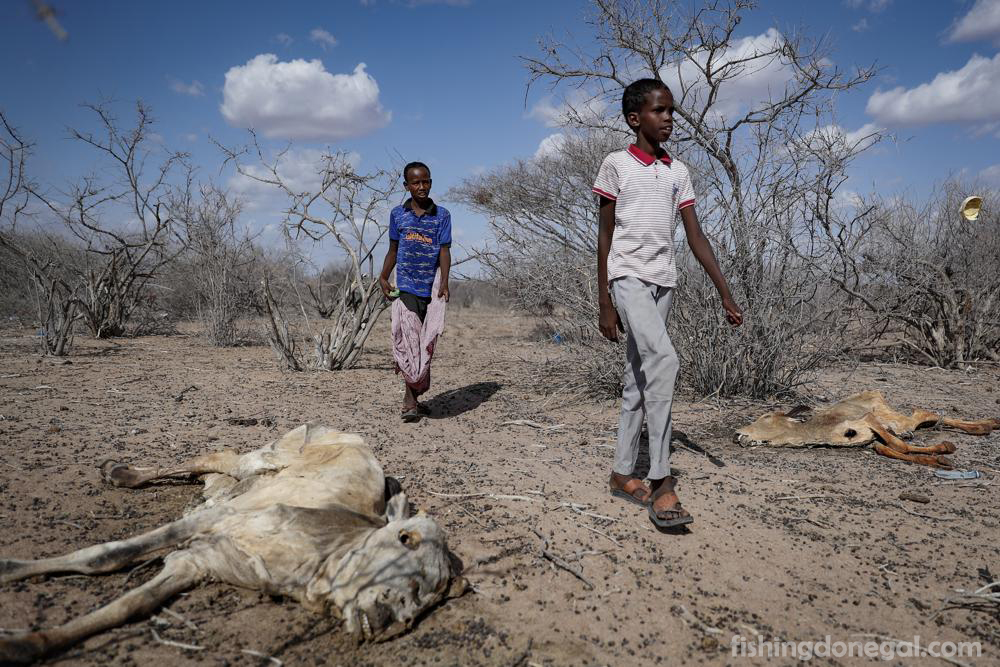 Drought ในเคนยา ซากปศุสัตว์ที่เหี่ยวเฉาเป็นเครื่องเตือนใจว่าความแห้งแล้งได้ตกลงมาอีกครั้งในภาคเหนือของเคนยา ซึ่งเป็นเหตุการณ์ล่าสุดจากสภาพ