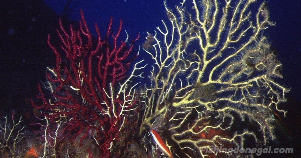 ความร้อนใต้ทะเล ทำลายปะการังเมดิเตอร์เรเนียน ในเขตพื้นที่ตื้นของทะเลเมดิเตอร์เรเนียน ป่าปะการังสีแดงและสีม่วงที่ครั้งหนึ่งเคยมีชีวิตชีวา