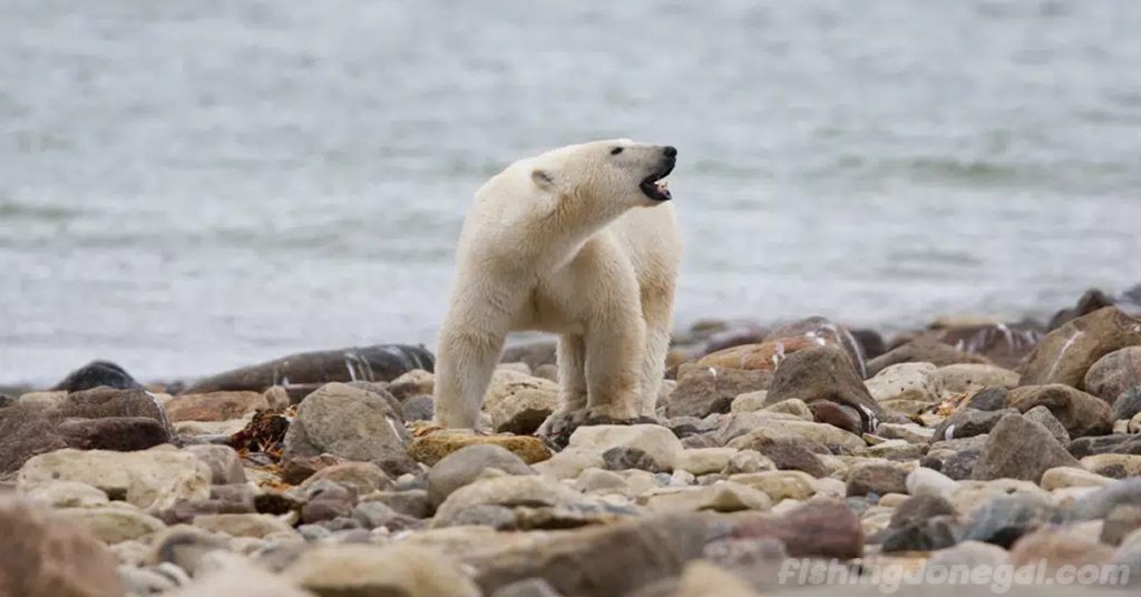 หมีขั้วโลก ในอ่าวฮัดสันตะวันตกของแคนาดากำลังตายอย่างต่อเนื่อง