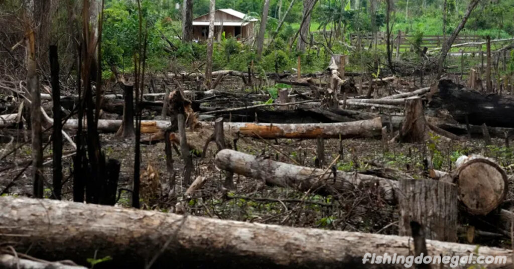 บราซิลเปิดเผย แผนการยุติการตัดไม้ทำลายป่าภายในปี 2573
