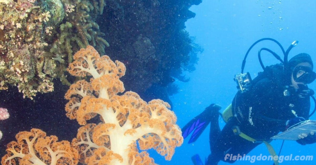 ปะการังเกาะ Great Barrier Reef ลดลง