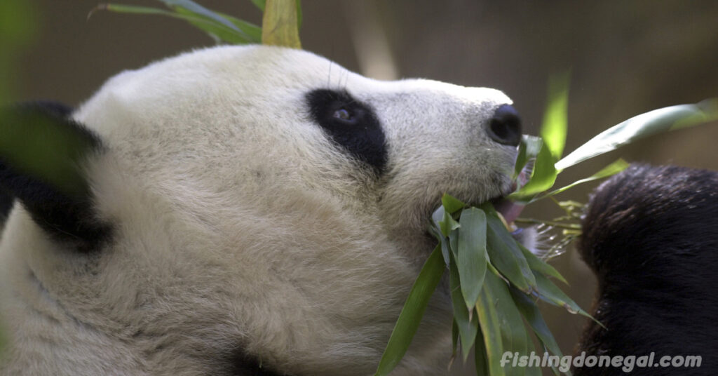 จีนวางแผนจะส่งแพนด้า ให้สวนสัตว์ซานดิเอโกเพิ่มในปีนี้