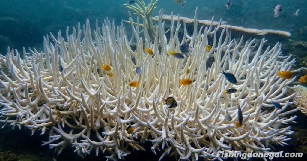 แนวปะการังของโลก เผชิญวิกฤติการฟอกขาวทั่วโลก